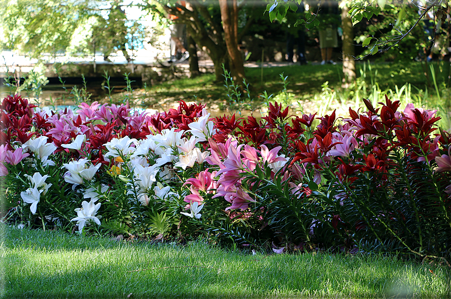 foto Giardini Trauttmansdorff - Boschi del Mondo